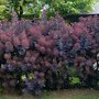 Cotinus coggygria 'Royal Purple'